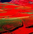 5.�t����ԭ