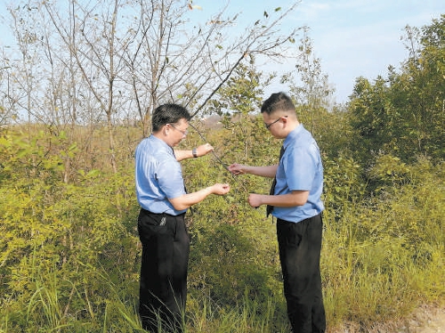 守護500多戶蠶農(nóng)“綠色錢袋子”